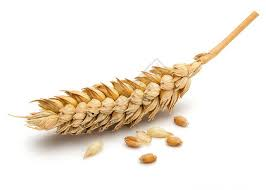 高海拔纯净青稞 (Tibetan Highland Barley)