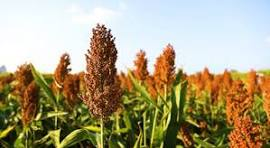核心产区红高粱 (Premium Red Sorghum)